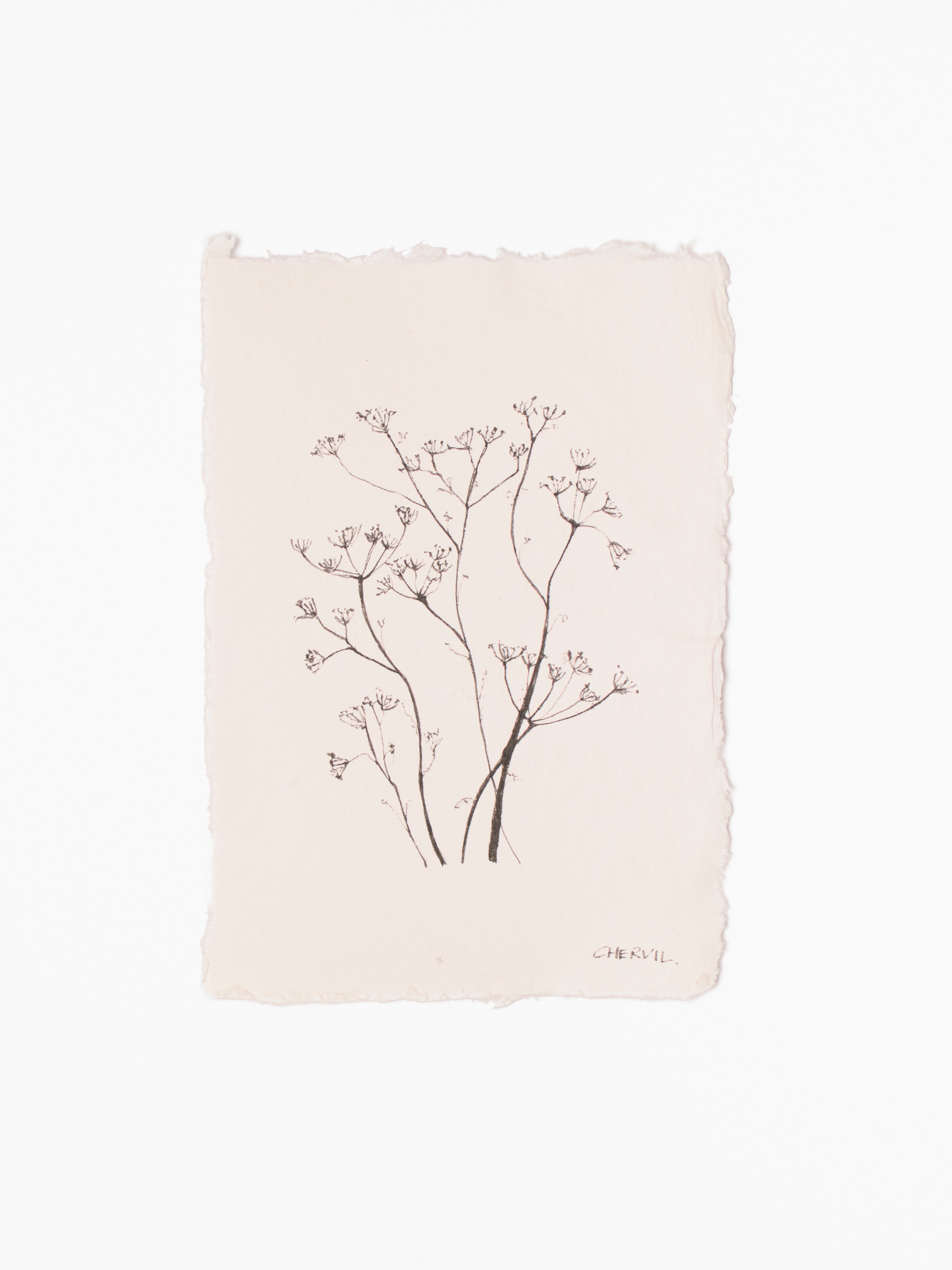 Soft Stems-2