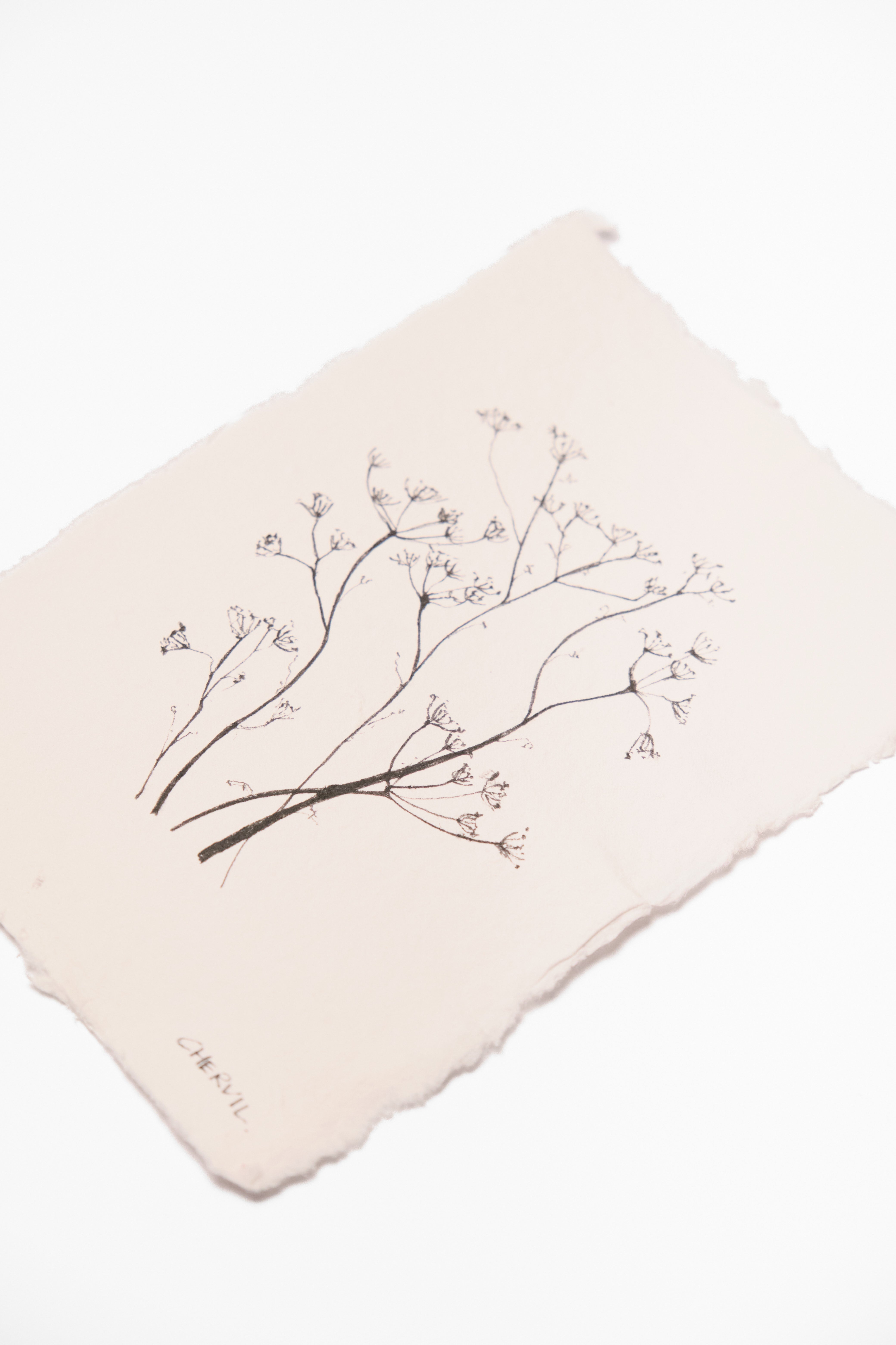 Soft Stems-3